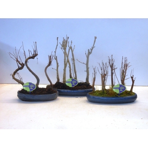 Bonsai mix outdoor, 30cm., 4 or 5 stem - group, with drip tray