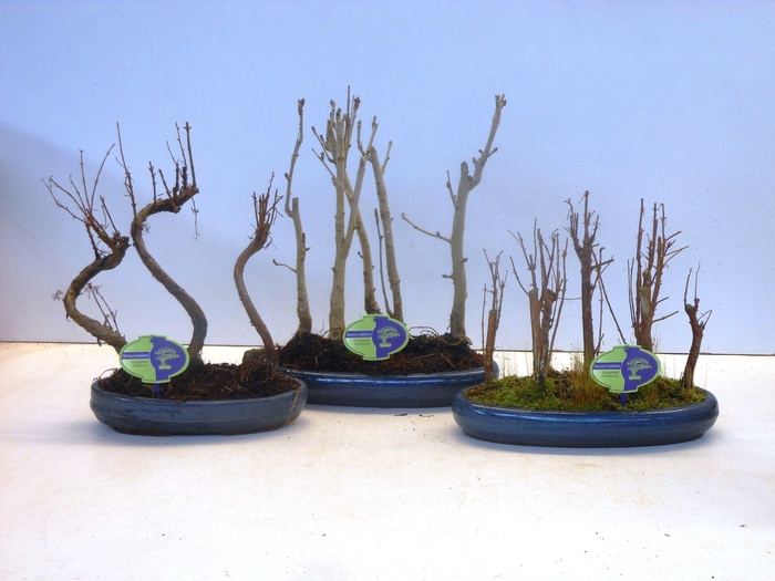 <h4>Bonsai mix outdoor, 30cm., 4 or 5 stem - group, with drip tray</h4>