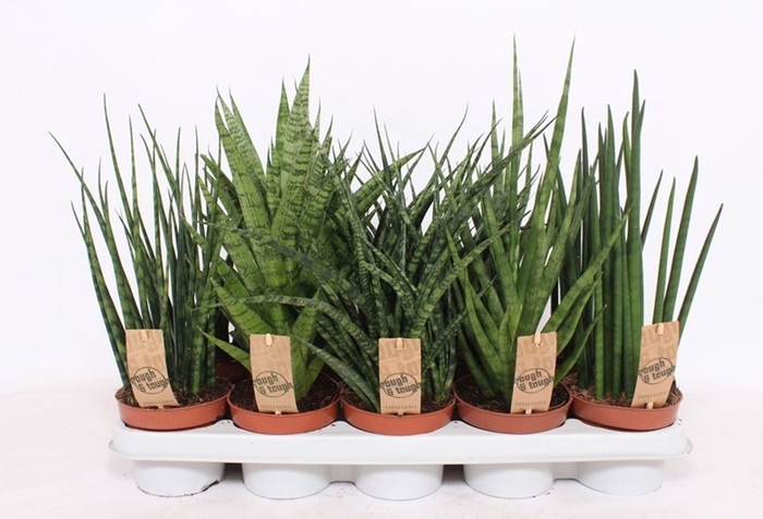 <h4>Sansevieria Cylindrica</h4>