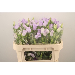 Campanula Med Champ Lavendel