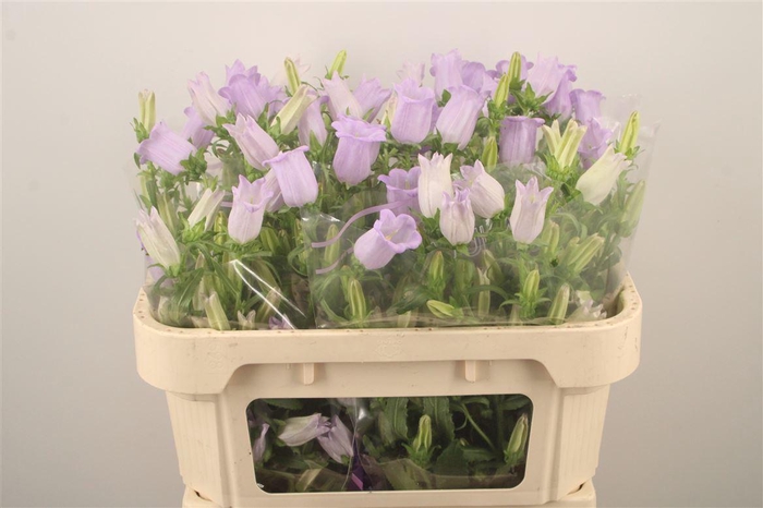<h4>Campanula Med Champ Lavendel</h4>
