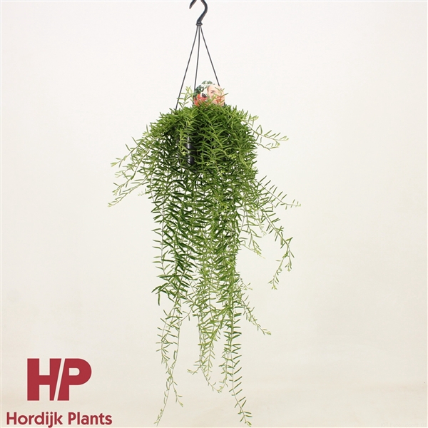 <h4>Aeschynanthus Green Star</h4>