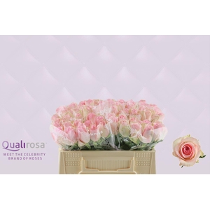 R Gr Sorbet Avalanche