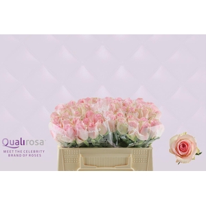 R Gr Sorbet Avalanche