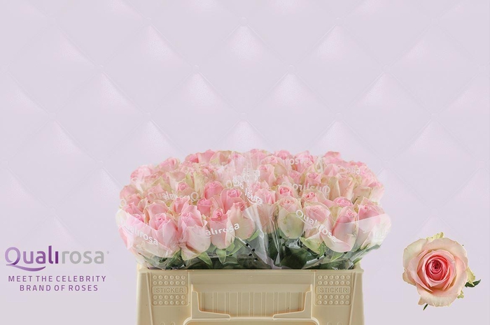 <h4>R Gr Sorbet Avalanche</h4>