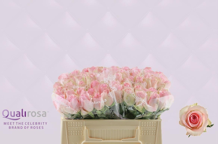 <h4>R Gr Sorbet Avalanche</h4>