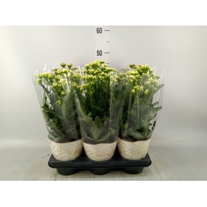 Kalanchoe   ...
