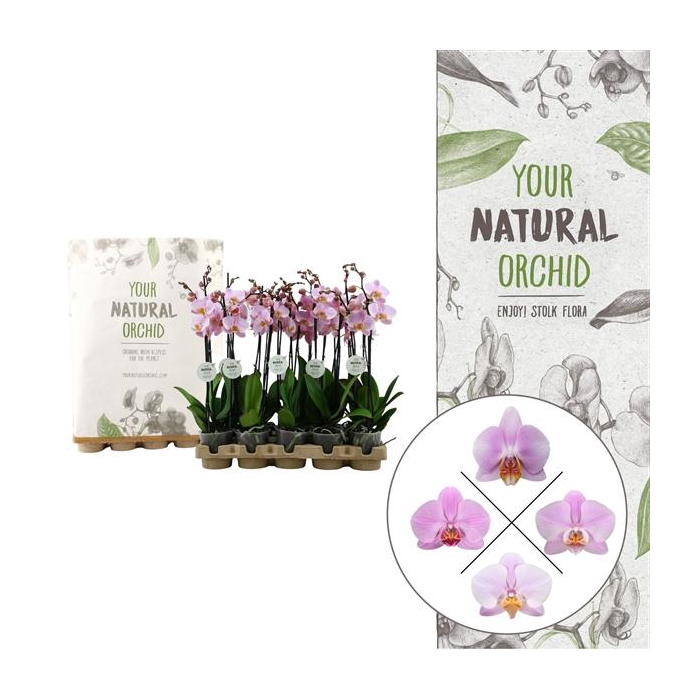 <h4>Your Natural Orchid | Eco Pink | Phalaenopsis 2 spike</h4>
