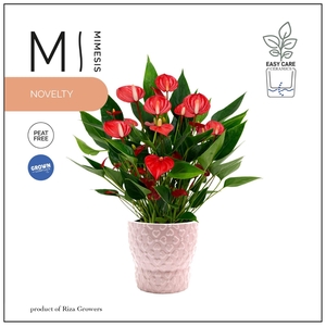 Mimesis Anthurium KARMA Million 12cm - Verona