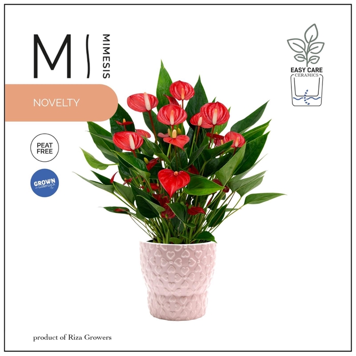 <h4>Mimesis Anthurium KARMA Million 12cm - Verona</h4>