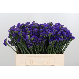 Statice Crystal Dark Blue