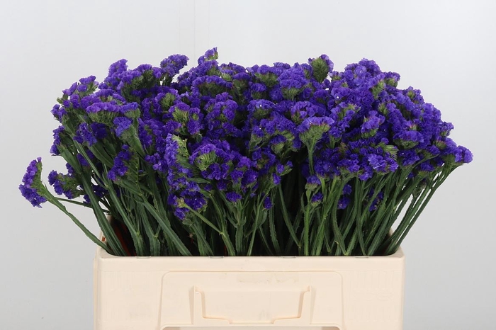 <h4>Statice Crystal Dark Blue</h4>