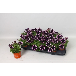 PET GO!TUNIA COSM PU