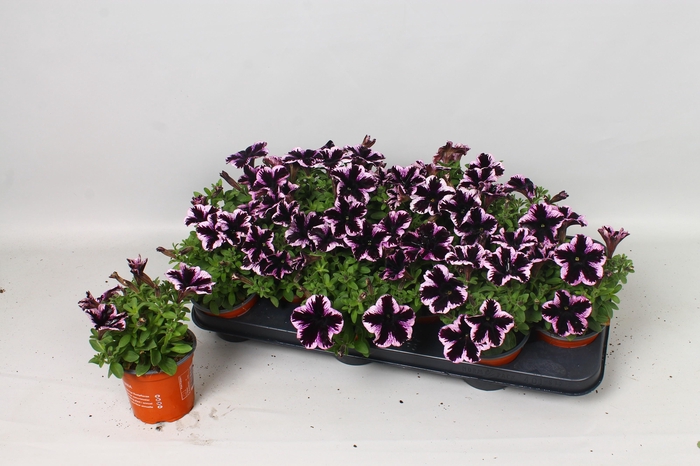 <h4>PET GO!TUNIA COSM PU</h4>