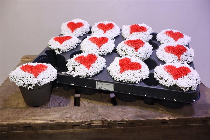 <h4>arr8 Nert Gr Love Design</h4>