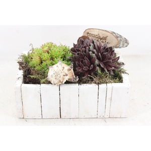 arr4 Semp VL - Hout bak wit KL. 335/3