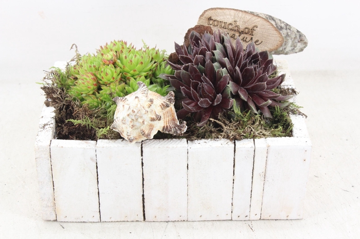 <h4>arr4 Semp VL - Hout bak wit KL. 335/3</h4>