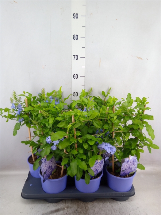 Plumbago auriculata