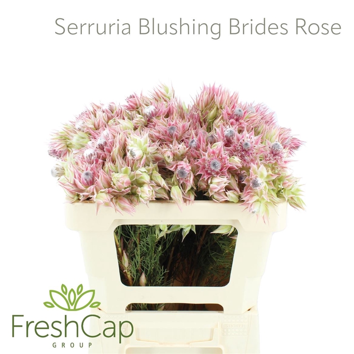 <h4>Serruria Blushing Brides Rose 4-9 Flwrs</h4>