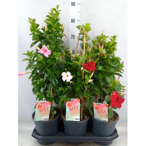 Mandevilla  'Sundavil'   ...mix