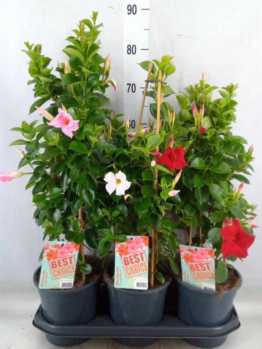 <h4>Mandevilla  'Sundavil'   ...mix</h4>
