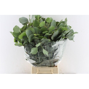 Euca Populus 300 Gram Extra Pt