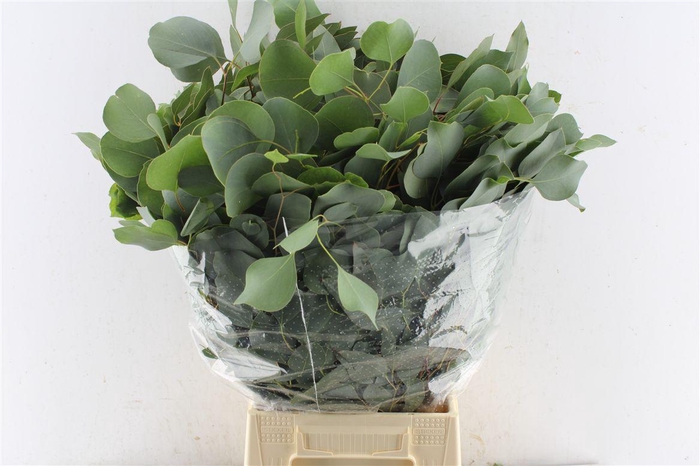 <h4>Euca Populus 300 Gram Extra Pt</h4>