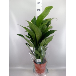 Spathiphyllum  'Sweet Lauretta'