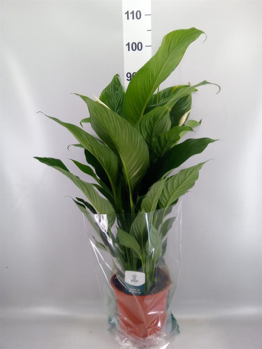 <h4>Spathiphyllum 'Sweet Lauretta'</h4>