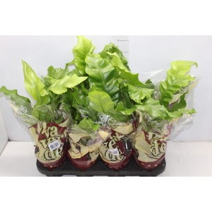ASPLENIUM NIDUS P14