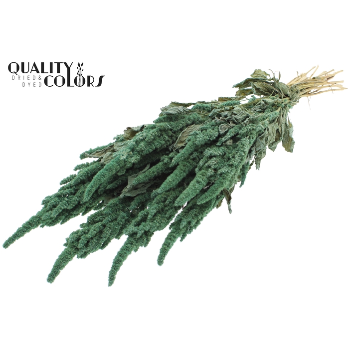 <h4>Amaranthus per bunch Frosted Mint</h4>
