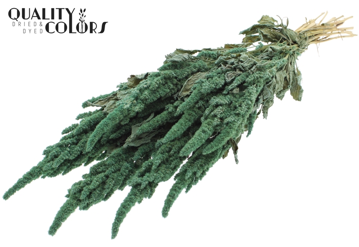 Amaranthus per bunch Frosted Mint