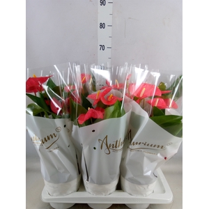 Anthurium andr. 'Maine'