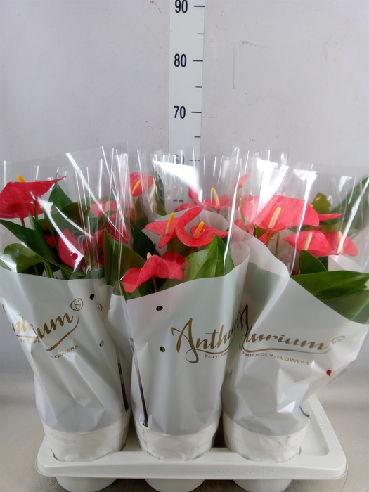 <h4>Anthurium andr. 'Maine'</h4>