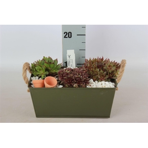 Arrangementen Sempervivum 6%