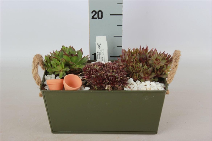 <h4>Arrangementen Sempervivum 6%</h4>
