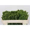 Kaaps Groen Albigreen