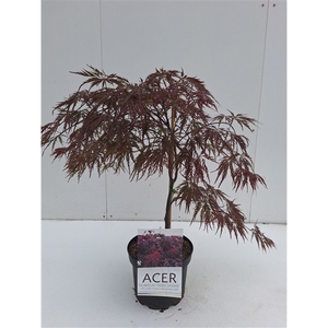 Acer palmatum Inaba-Shidare