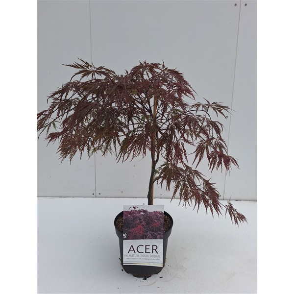 <h4>Acer palmatum Inaba-Shidare</h4>