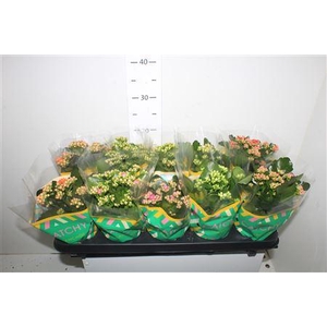 Kalanchoe Double Mix, 6 Colours