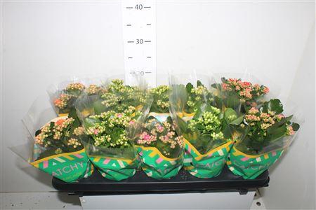 <h4>Kalanchoe Double Mix, 6 Colours</h4>