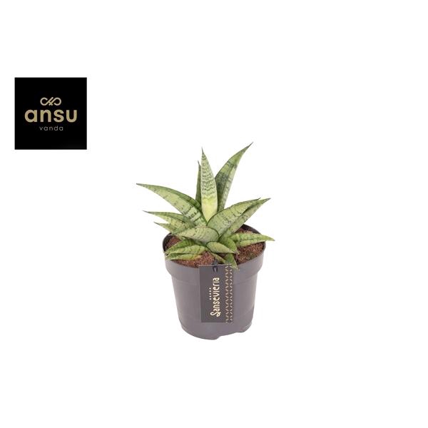 <h4>Sansevieria Star Mini Marble No. 2</h4>