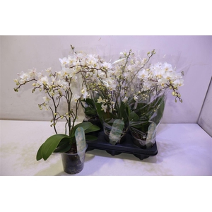 arr8 Phal Mf F Soft Cloud