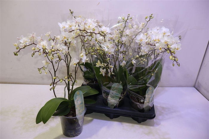 <h4>arr8 Phal Mf F Soft Cloud</h4>