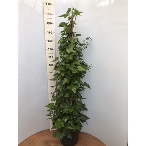 Hedera Montgomery pyramide