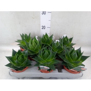 Aloe aristata 'Cosmo'