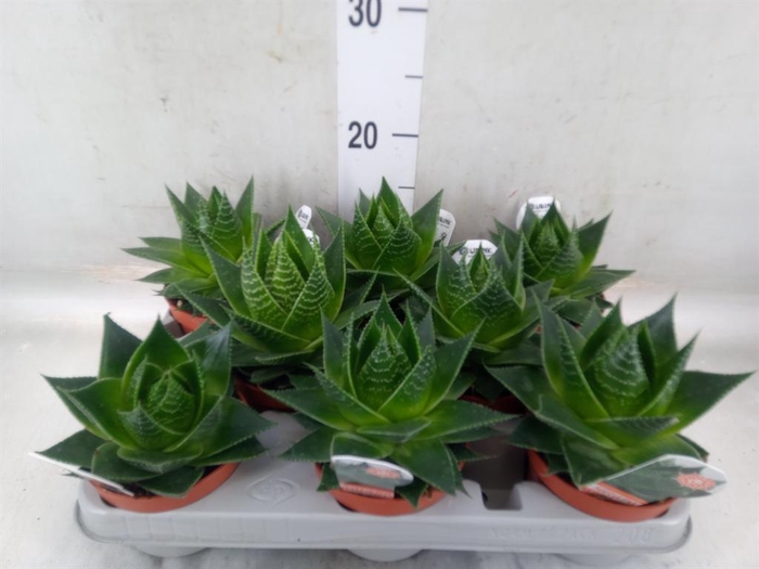 <h4>Aloe aristata 'Cosmo'</h4>