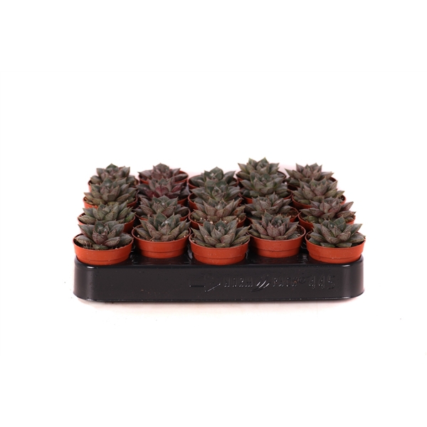 <h4>Echeveria purpusorum 5,5 cm</h4>