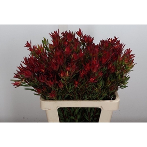 Leucad Sal Blush Spray 60cm