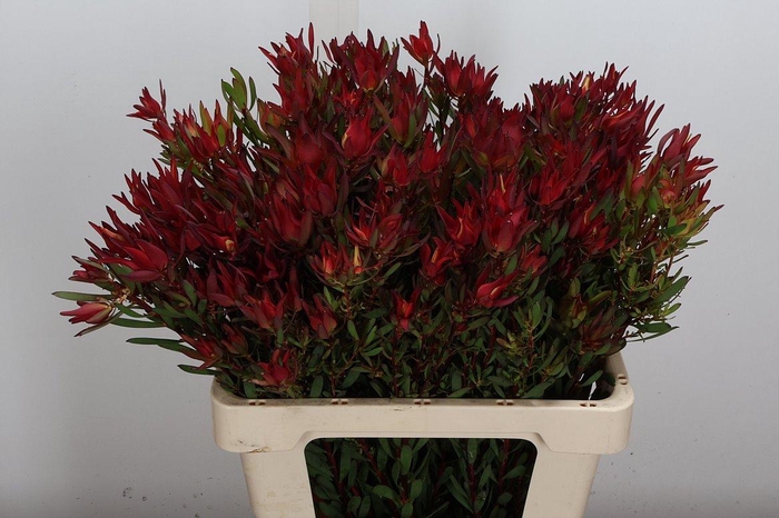 <h4>Leucad Sal Blush Spray 60cm</h4>